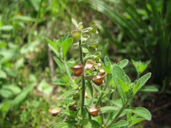 The top part of the seed pod pops off to release the seeds when they are dry enough.