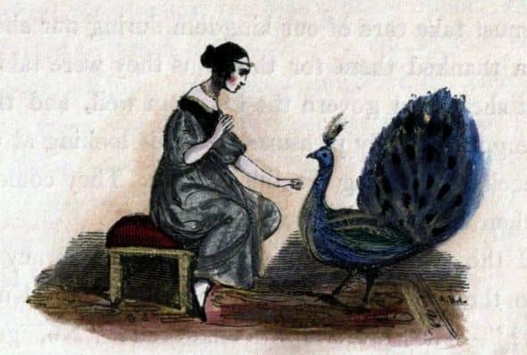  Artists have used the peacock to illustrate vanity of life