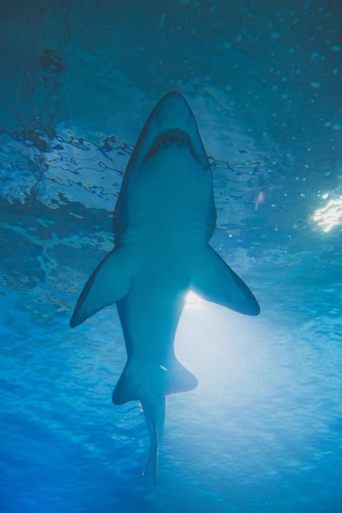 Shark Cartilage: Uses and Possible Health Benefits - HubPages