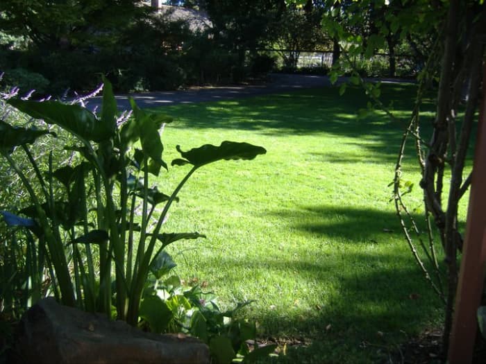 This is one of the photos I took of the spot where I was sitting that day. It's a lovely area with green grass and it is very peaceful. Original photo by Dorsi Diaz. Subject: Shinn Park in Fremont California.