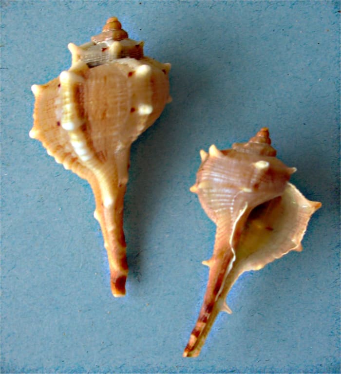Spiny dye-murex - the shell of the Mollusc responsible for the original purple dye known to the ancient Romans as purpura