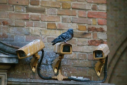 Beady eyes are everywhere!