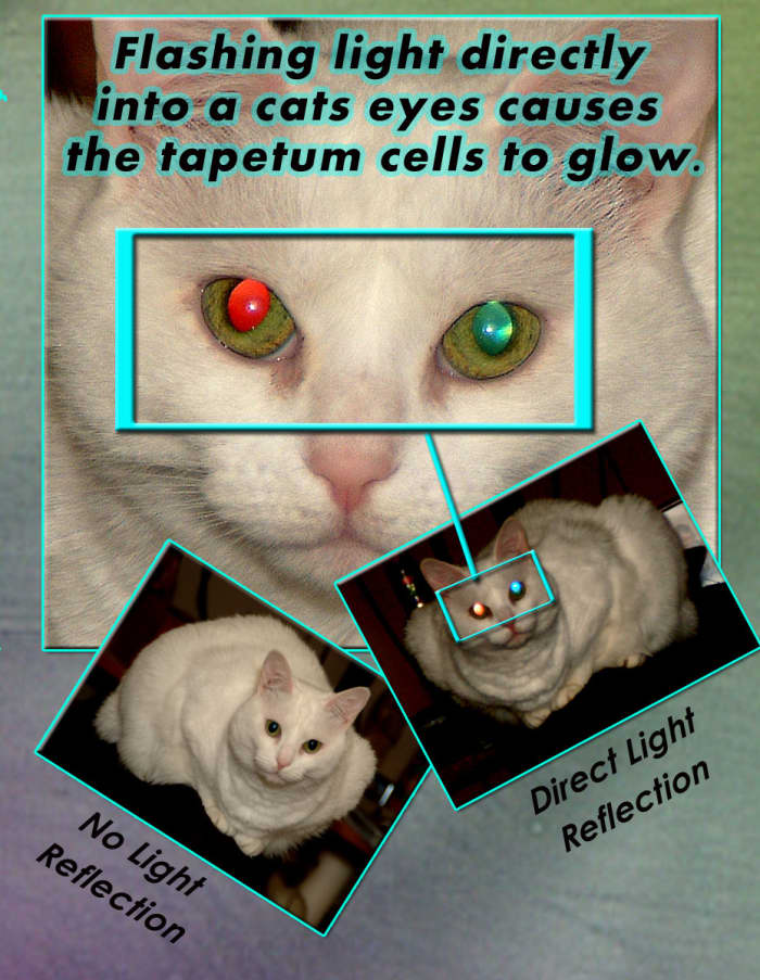 The tapetum cells in the back of a cat's eyes make them glow brightly when direct light is shined into them.
