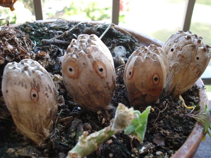 Pandanus Seeds I Found on the Beach. They look as if They Have Eyes and That Gave me the Idea for 'The Pandanus People.'