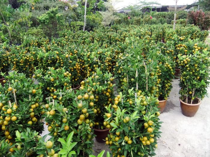 Hundreds of the half ripe orange plant waiting to be sold for the Chine New Year celebration