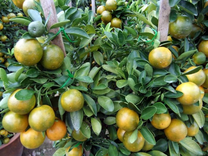 Orange fruits and the branches tied securely, makes a n attractive plant for Chinese New Year