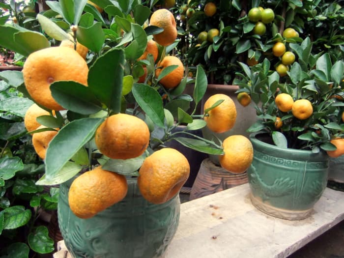 Tangerine and Orange: This orange tree is small enough for the reception counter, ideal for an office for the Chinese New Year