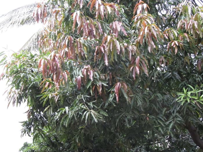 the-benefits-of-mango