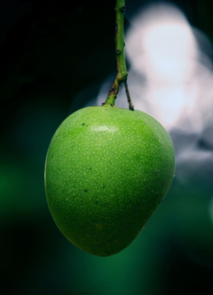 the-benefits-of-mango