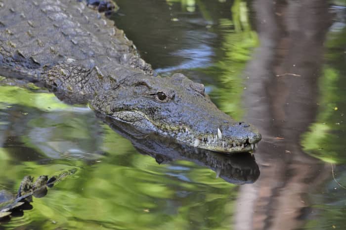 The hungry crocodile has no patience for the mouse deer in this story of Sang Kancil and Sang Buaya.
