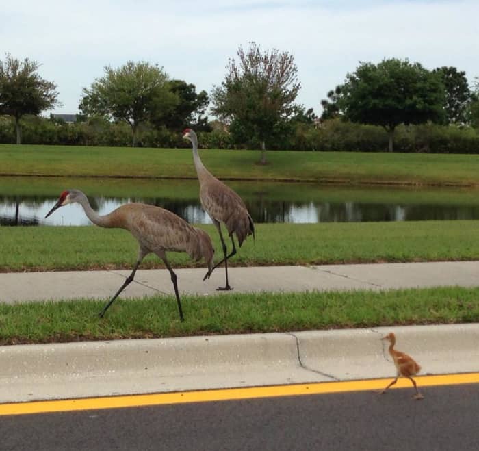 Florida Sandhill Crane Birds - PetHelpful