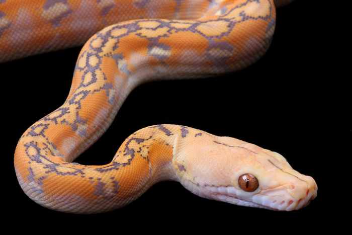 Beautiful Snakes - HubPages
