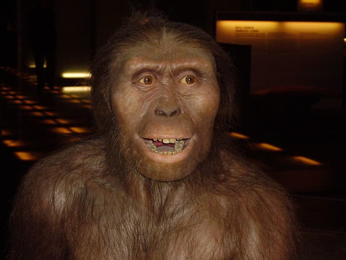 Australopithecus Afarensis, a human ancestor from 3.5 million years ago, that may have been the first species to adopt hunting and gathering as a lifestyle.