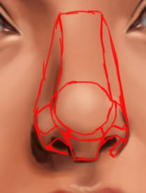 Another method that may be useful in helping you visualize the nose area is to think of it as a compilation of polygonal geometrical shapes