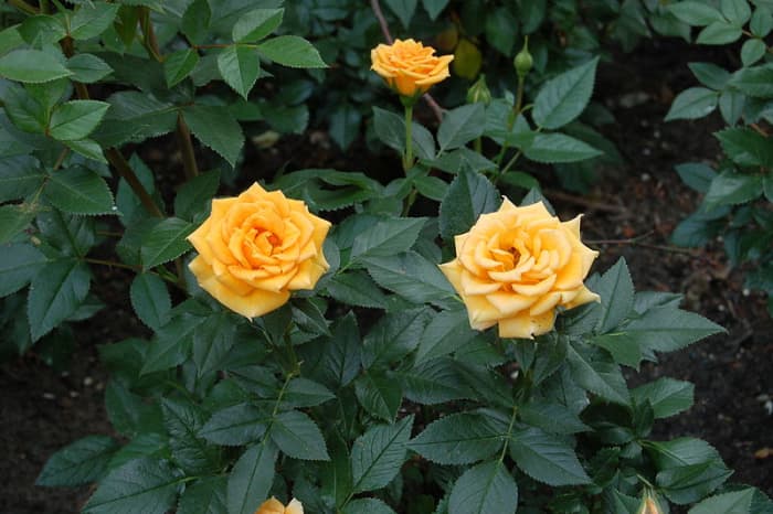 how-to-plant-a-miniature-rose-bush-outdoors-dengarden