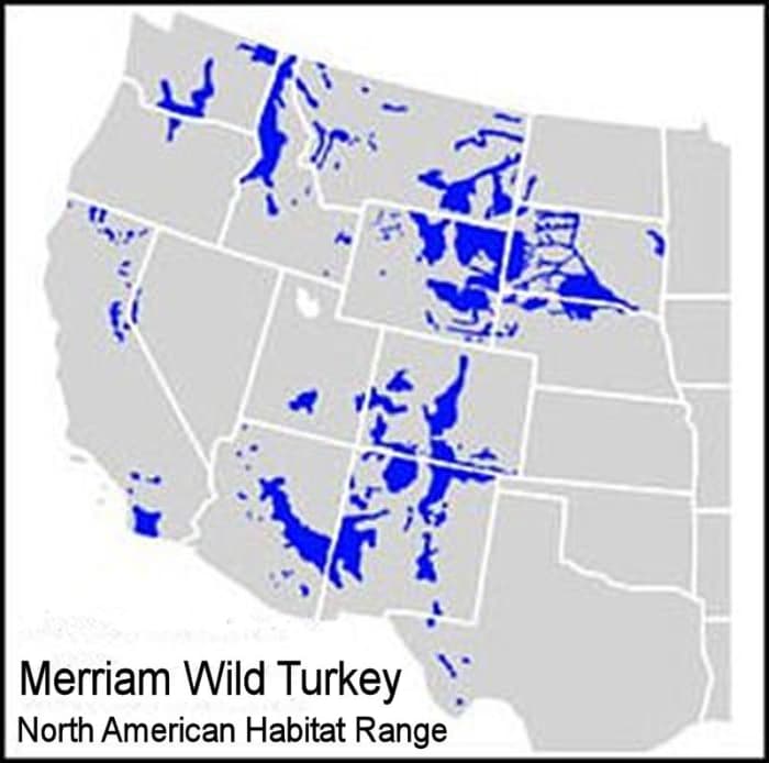 The 5 Wild Turkey Subspecies in North America (With Photos) Owlcation