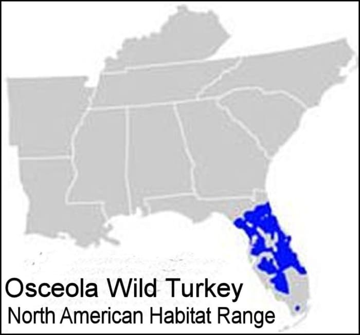 The Osceola subspecies' range is restricted to the central area of the Florida Peninsula.