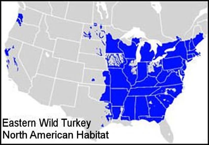 Most of the eastern wild turkey population inhabits the eastern half of the united states.