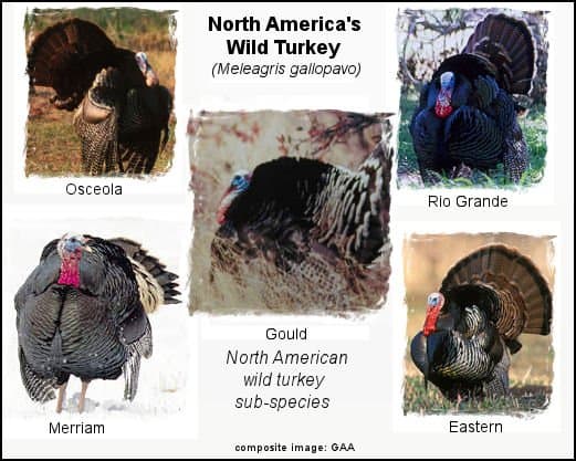 The five North American wild turkey subspecies are the eastern, Osceola, Merriam's, Gould's, and Rio Grande.