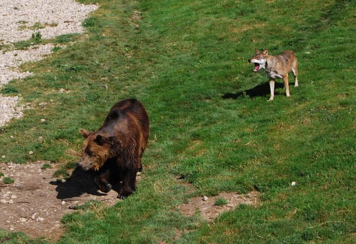 Brown Bears will frequently try to steal a kill from a wolf pack. But as you can see, they are quite prepared to defend their prize.