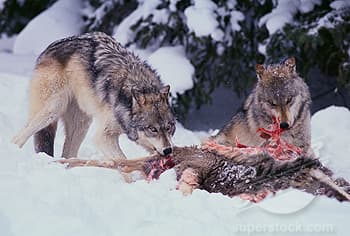 Contrary to popular thinking, the alpha wolves do not feast first, instead they use the beta wolves to control who gets what.