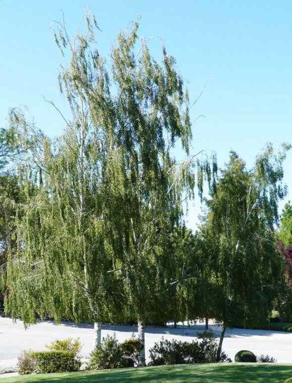 Cutleaf Weeping Birch Trees HubPages