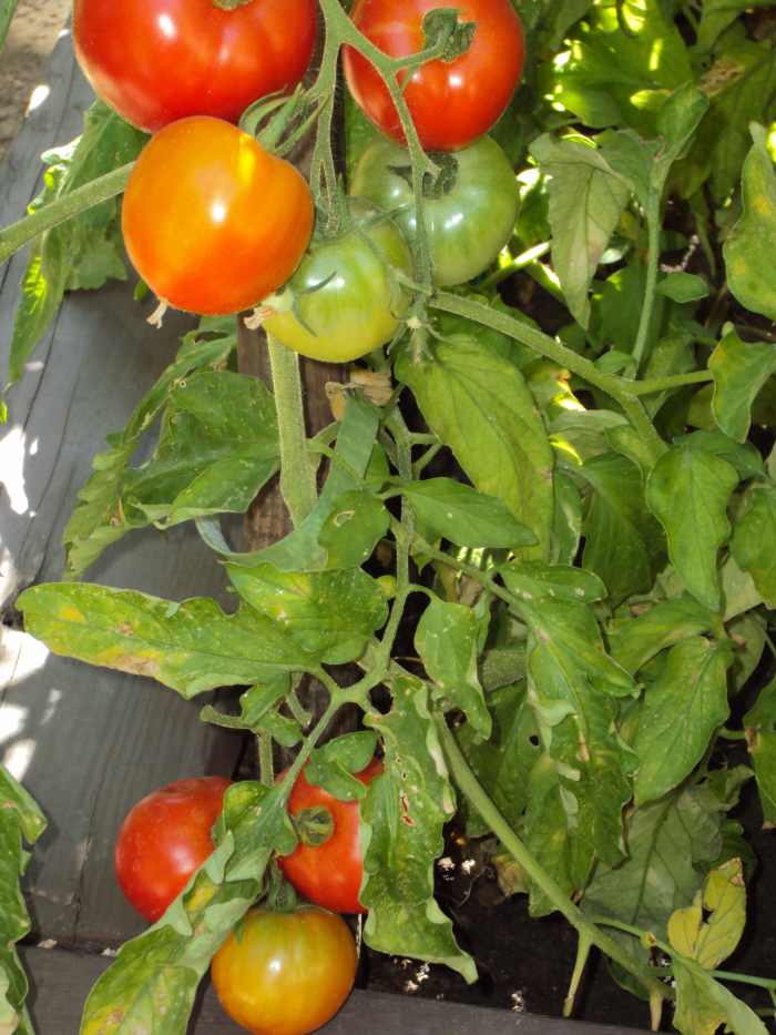 The Beauty of Photography In The Garden HubPages