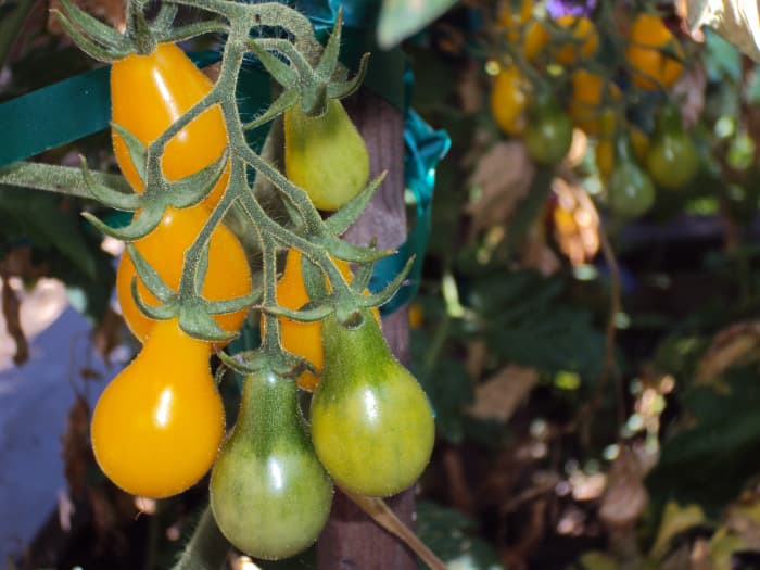Growing a variety of tomatoes is helpful if you like small ones in salads such as yellow pear tomatoes, which I prefer over cherry tomatoes.