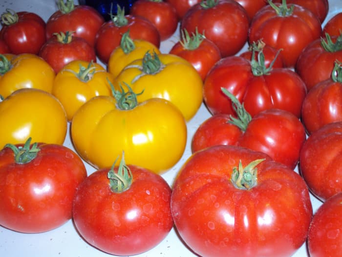 You can grow all of these tomatoes for the fraction of the cost you would pay for organic produce at the store.