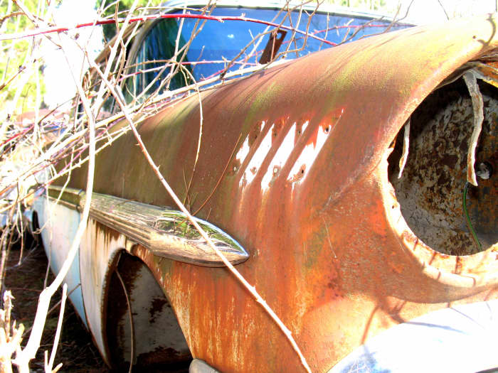 This old beast reminds me of a shark with gill slits opening and closing behind the eye.