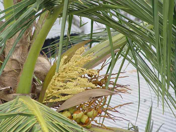 Facts About the Coconut Tree Description and Uses Owlcation
