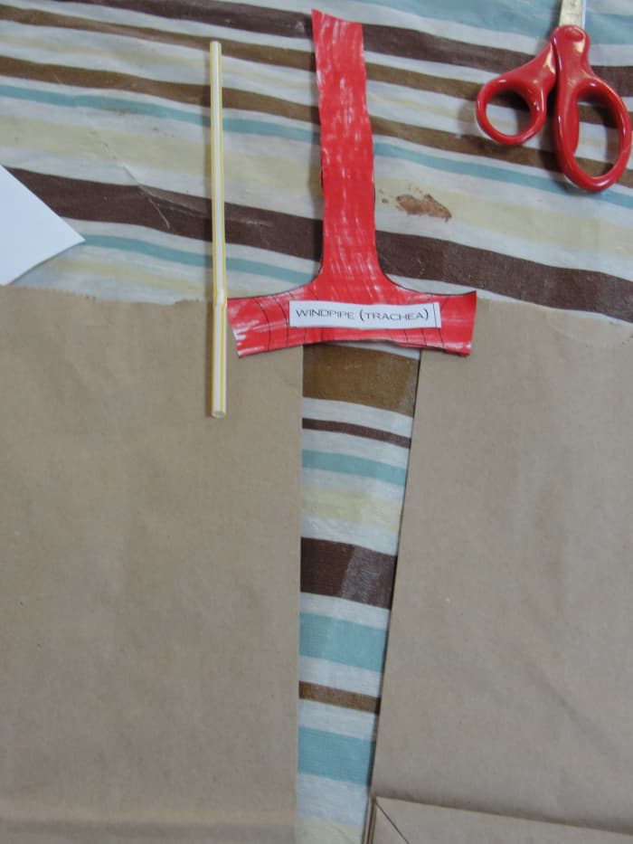 Paste the trachea to the paper bag lungs. Be sure to paste them LOWER than is shown on this picture so that they can match up with the bronchial tubes!