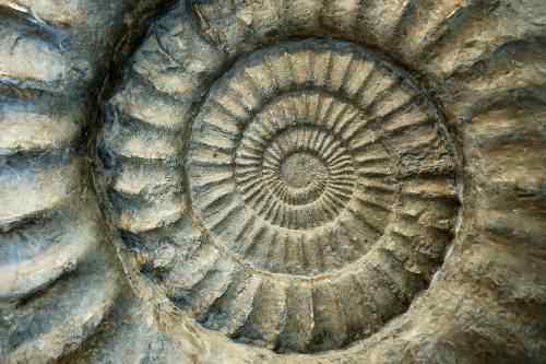 Natural dialectics of dialectical naturalism describes all the processes of nature of which we and our societies are a part. In this example of an ancient petrified shell, we the spiral of dialectical naturalism set in stone. Nature abounds with this
