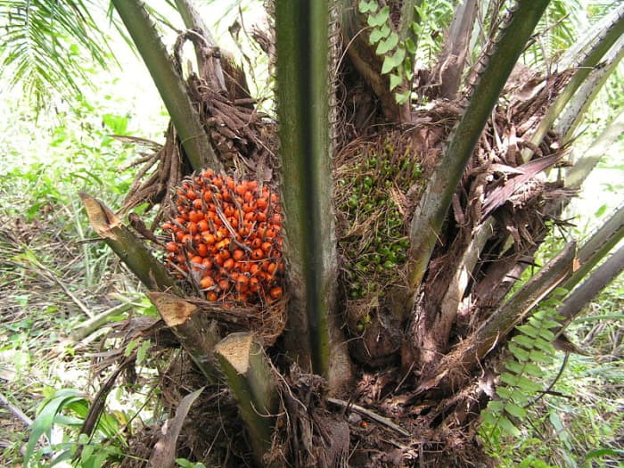 The Fruit of The African Oil Palm Elaeis Guineensis. You Can See Both The Ripe and Unripe Fruits. The Red Ripe Color Is Where The Palm Oil Gets Its Color.