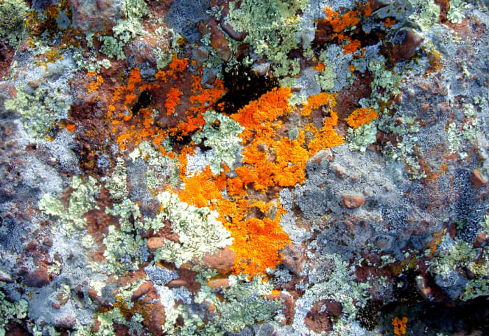 various kinds of lichen growing on rock. Horseshoe Harbor, in Michigan's Keweenaw Peninslula