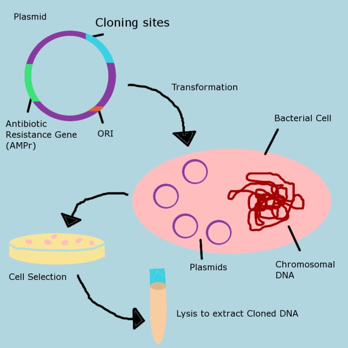 Cloning DNA in a plasmid vector is a straightforward process: the DNA is placed in a plasmid, then into a bacterial cell. The bacteria is grown in media laced with antibiotic to select for the recombinant cells. Cell lysis removes the cellular DNA.