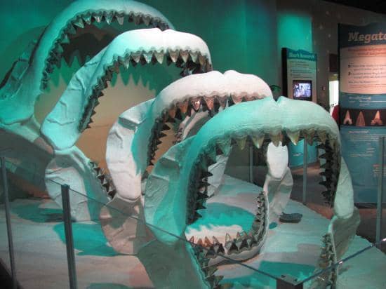 megalodon teeth and jaws at Mississippi Museum of Natural Science