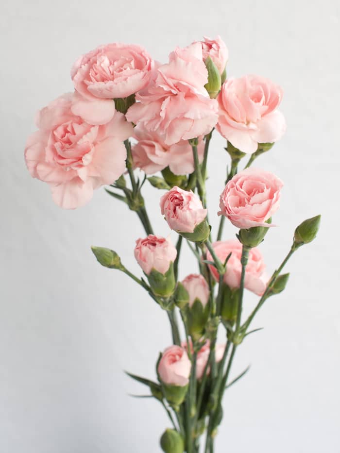 pink roses