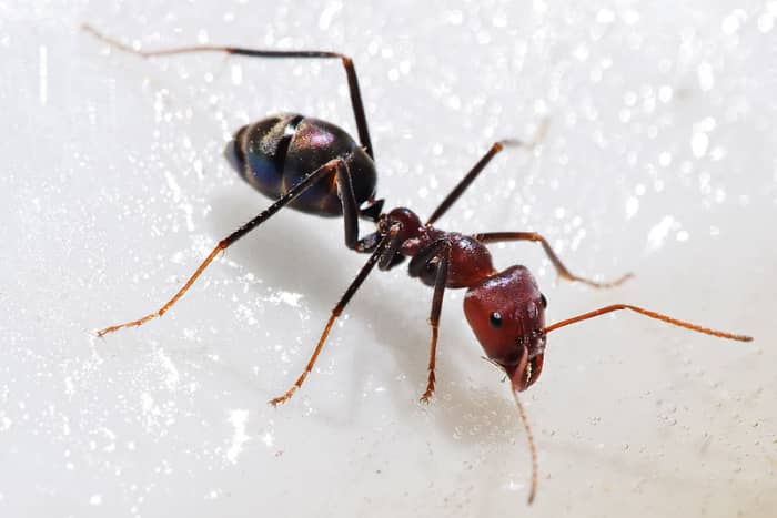 Ants By The Pound. Do you know it takes 500,000 Sugar Ants to make a pound. But if you could weigh all the ants on earth they would weigh more than all the humans on earth. Now that's amazing.