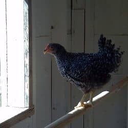 A young Barred Rock gets her first view of the garden when she discovers how to reach the roosting bar.