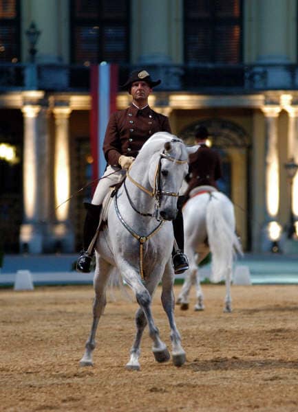 Lipizzan stallion and rider performing
