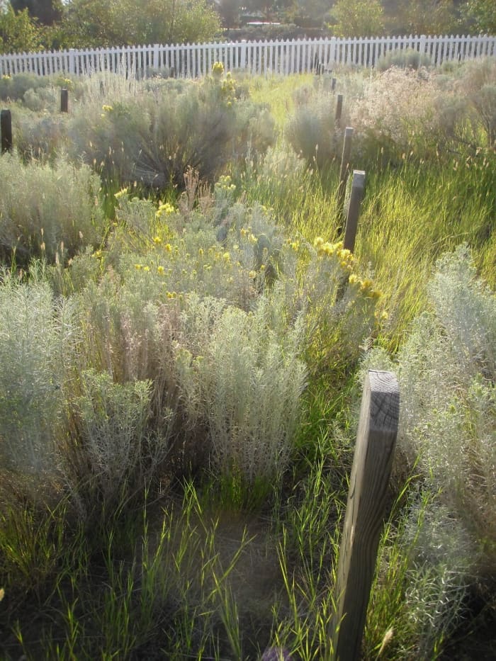 There are approximately 250 unnamed graves in the Kamloops Chinese Cemetery, and less than half a dozen named ones.