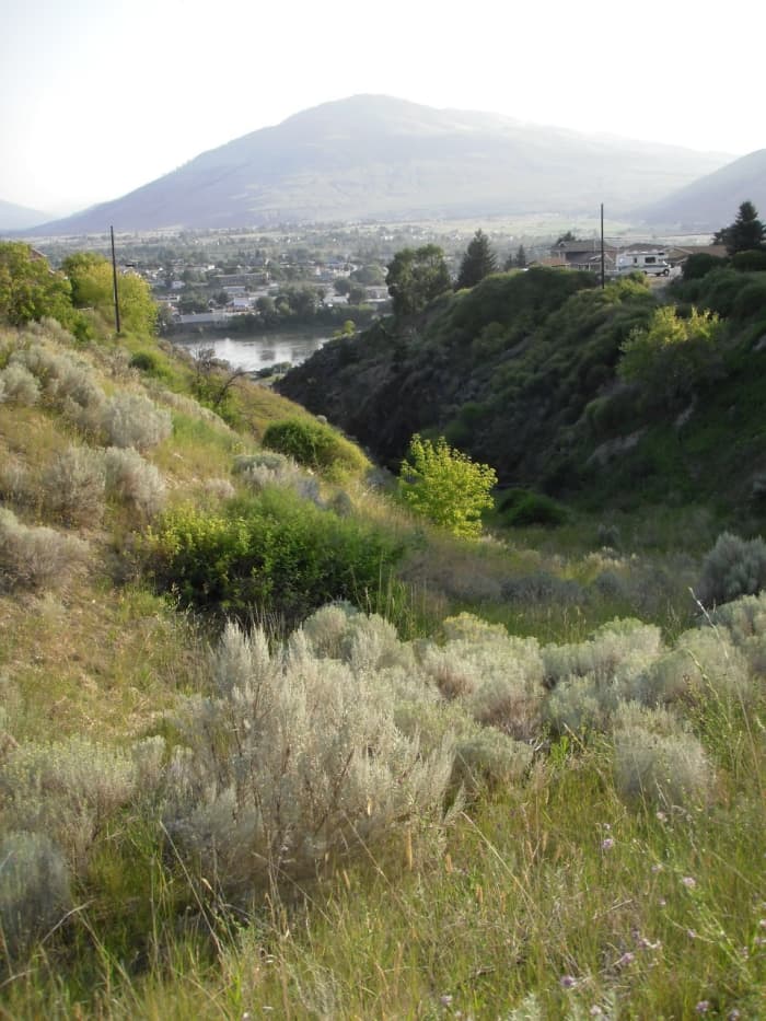 Goji berries have naturalized along Guerin Creek Ravine beside the Kamloops Chinese Cemetery.