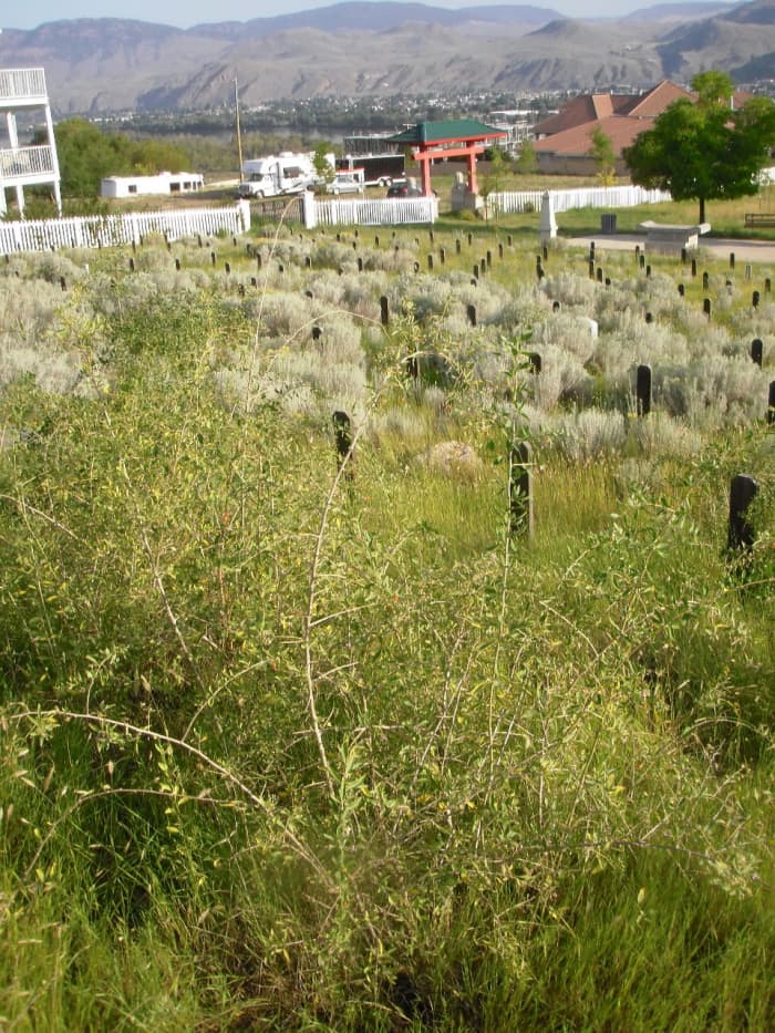 Goji berries grow on the graves in Kamloops Chinese Cemetery, perhaps sprouted from seeds buried with the unknown workers.