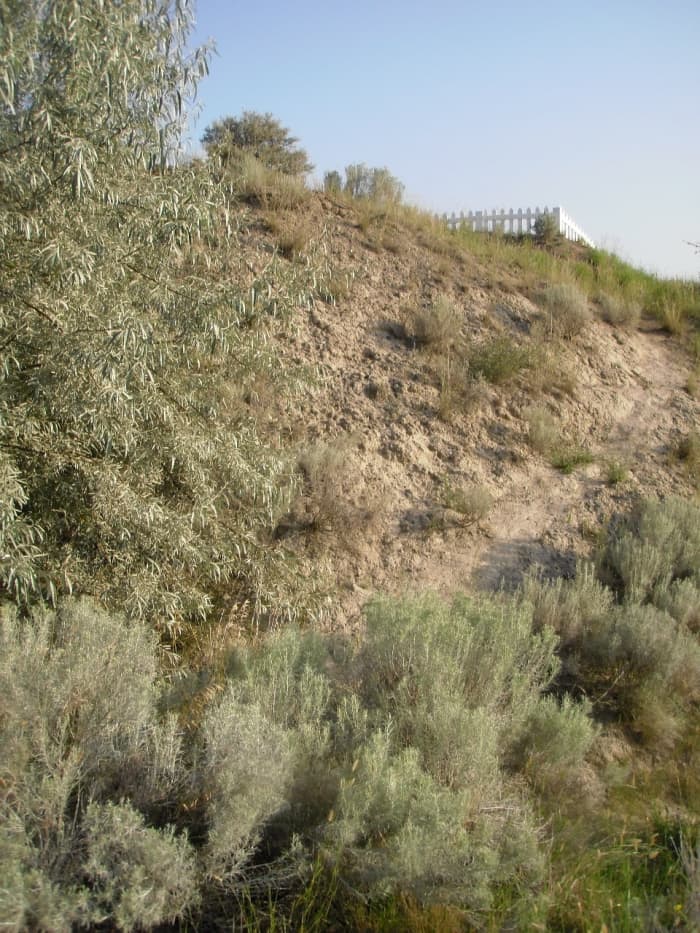 Silver sage, Russian olive, dusty pathway, and the fence of the Chinese cemetery in Kamloops.