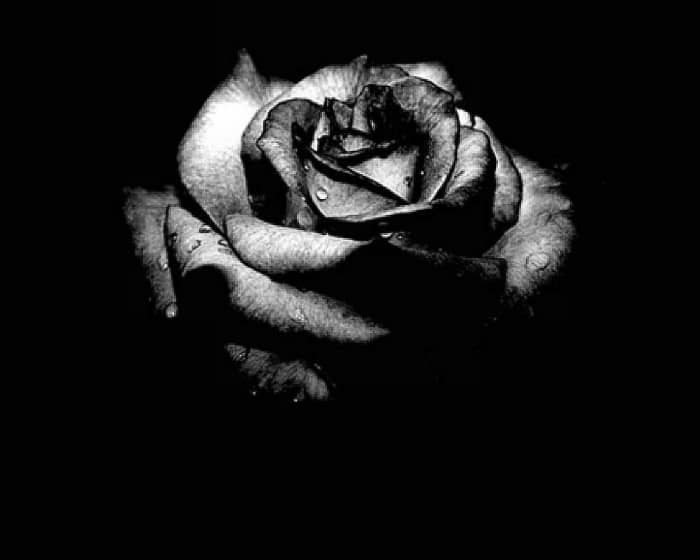 Black Velvet is absolutely huge and immensely popular, as evidenced by all the bands covering the song. Just check YouTube and See for Yourself.