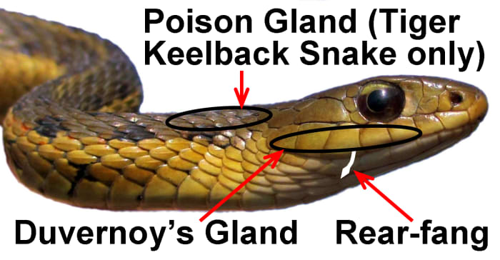 An Eastern Garter Snake (Thamnophis sirtalis sirtalis), illustrating the Duvernoy's (venom) gland, the location of the rear-fangs (size is exaggerated), and the poison (nuchal) gland on the back of the neck in its cousin, the Tiger Keelback Snake
