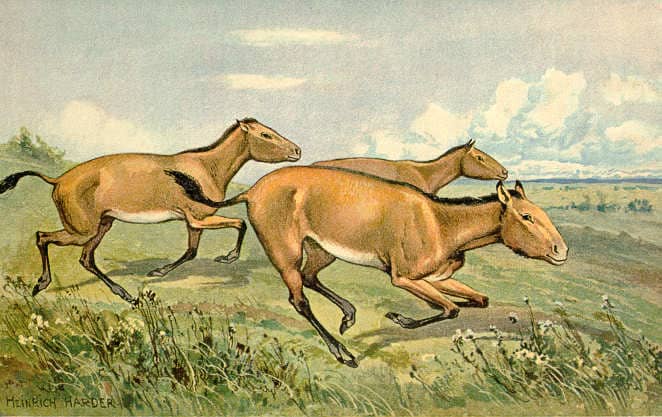 A depiction of the three toed horse (Hipparion) the two extra toes were evolutionary relics of a time when horses actually had three fully functional toes.