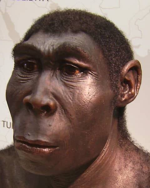 Homo erectus was the first hominid to leave Africa. They discovered and colonised prime and virgin Asian territory.