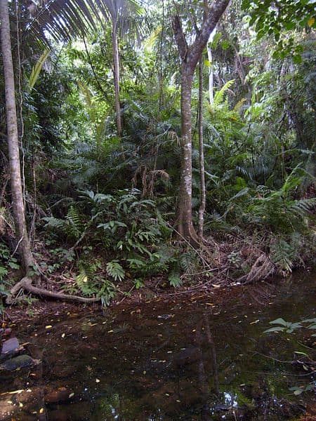Homo erectus wandered so far out of Africa, that they eventually ended up entering the dense jungles of South-East Asia.